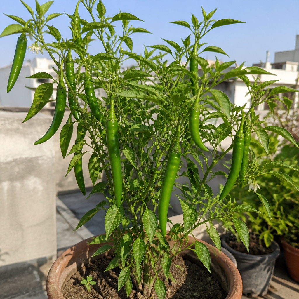 Green chili plant growing in a home pot