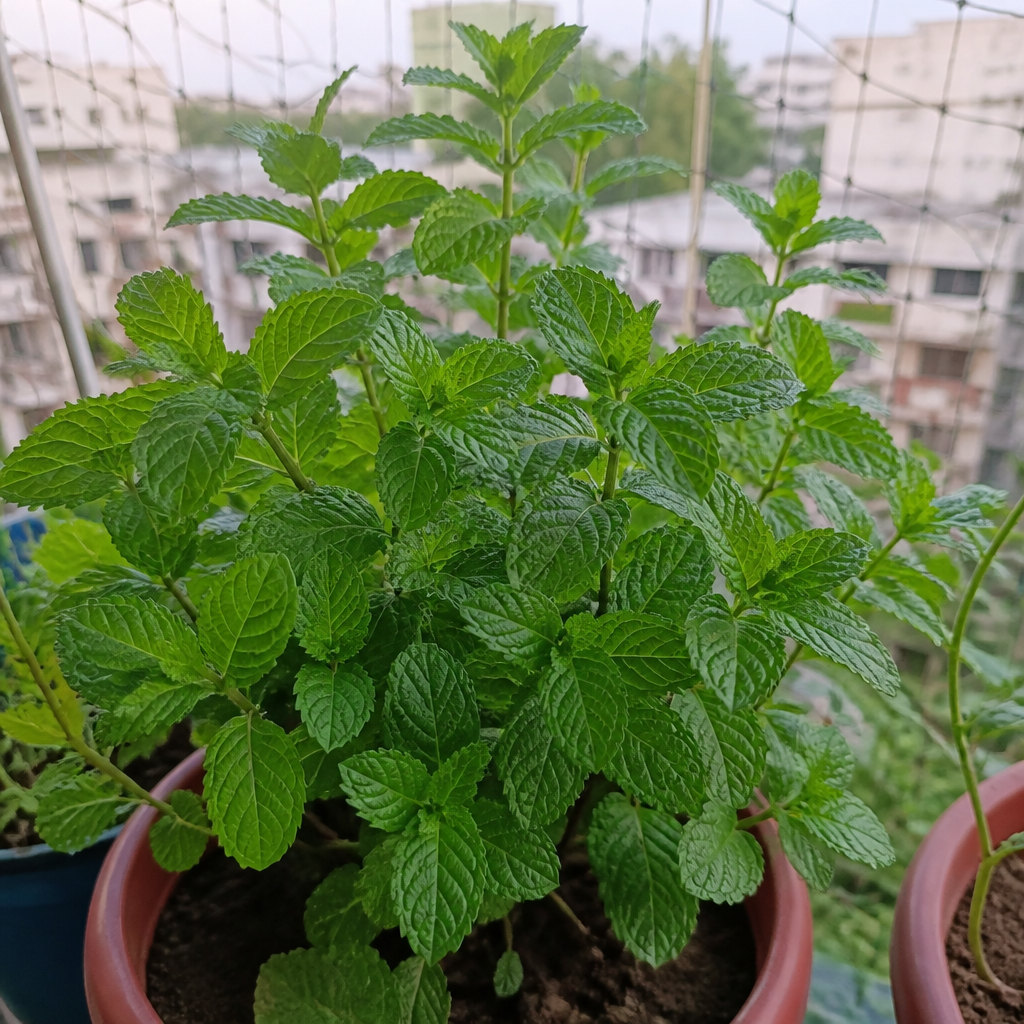 Mint plant in a small home garden pot